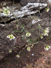 Arabidopsis thaliana