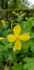 Chelidonium majus