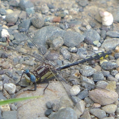 Phanogomphus kurilis