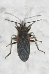 Image of Melacoryphus rubriger
