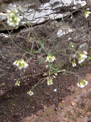 Arabidopsis thaliana