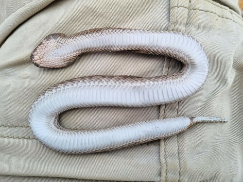 Red Adder