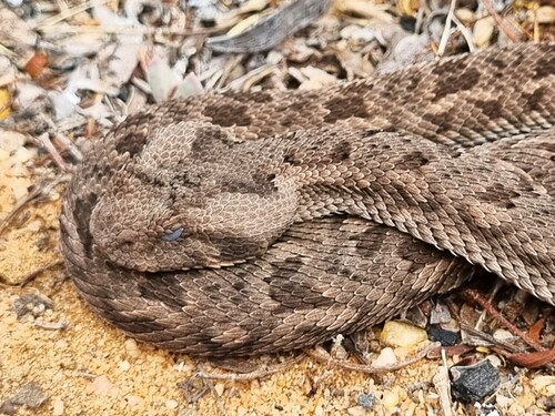 Red Adder