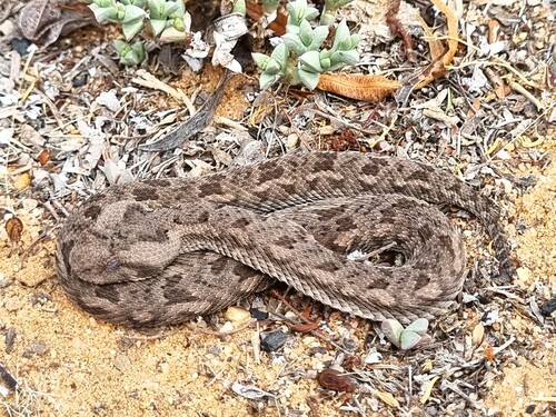 Red Adder