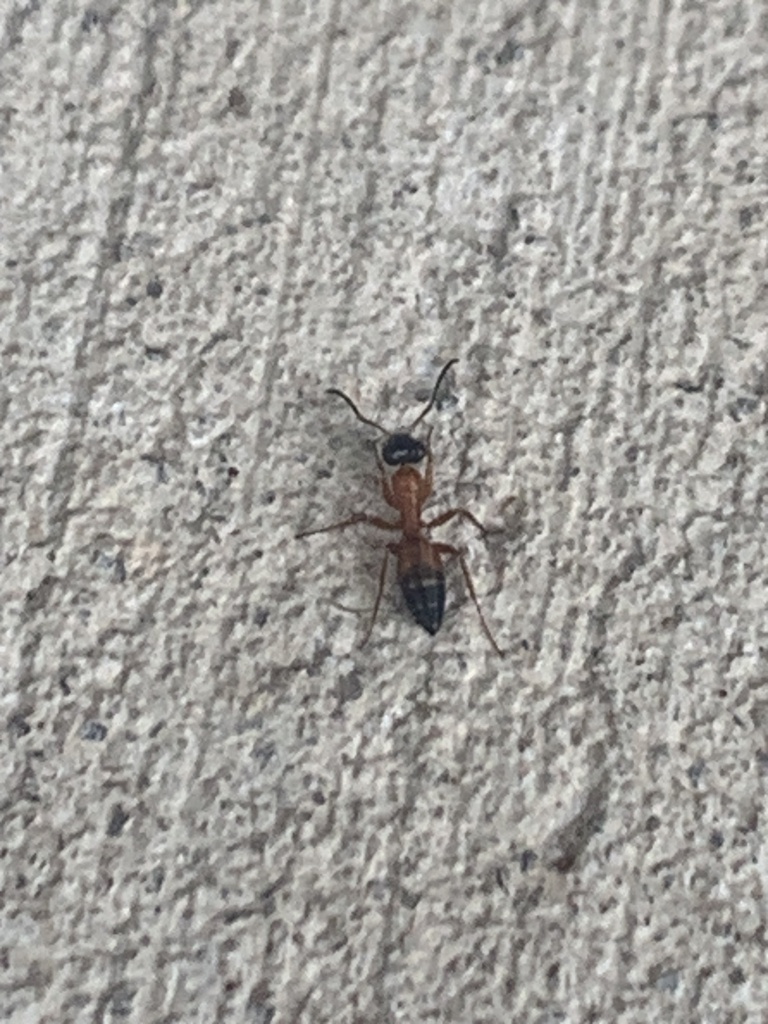 black-headed strobe ant from Quinzeh Creek Rd, Cedar Creek, QLD, AU on ...