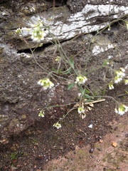 Arabidopsis thaliana