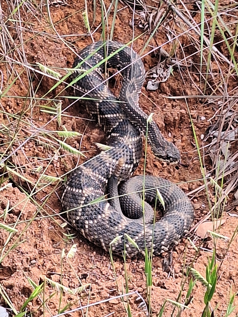 Neotropical Rattlesnake from Lago Sul, Brasília - DF, Brasil on March ...
