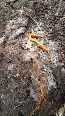 Scolopocryptops peregrinator