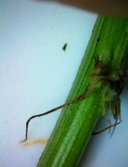 Desmanthus acuminatus