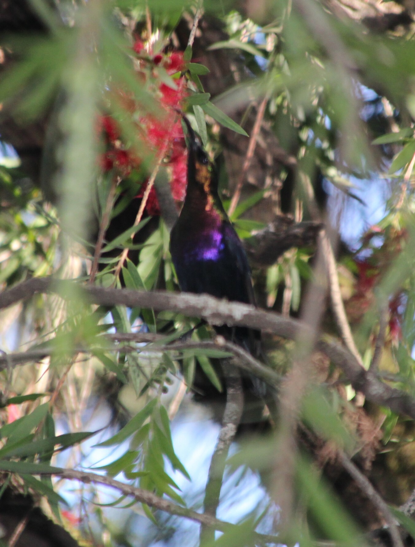 Tacazze Sunbird (Nectarinia tacazze), photo 2