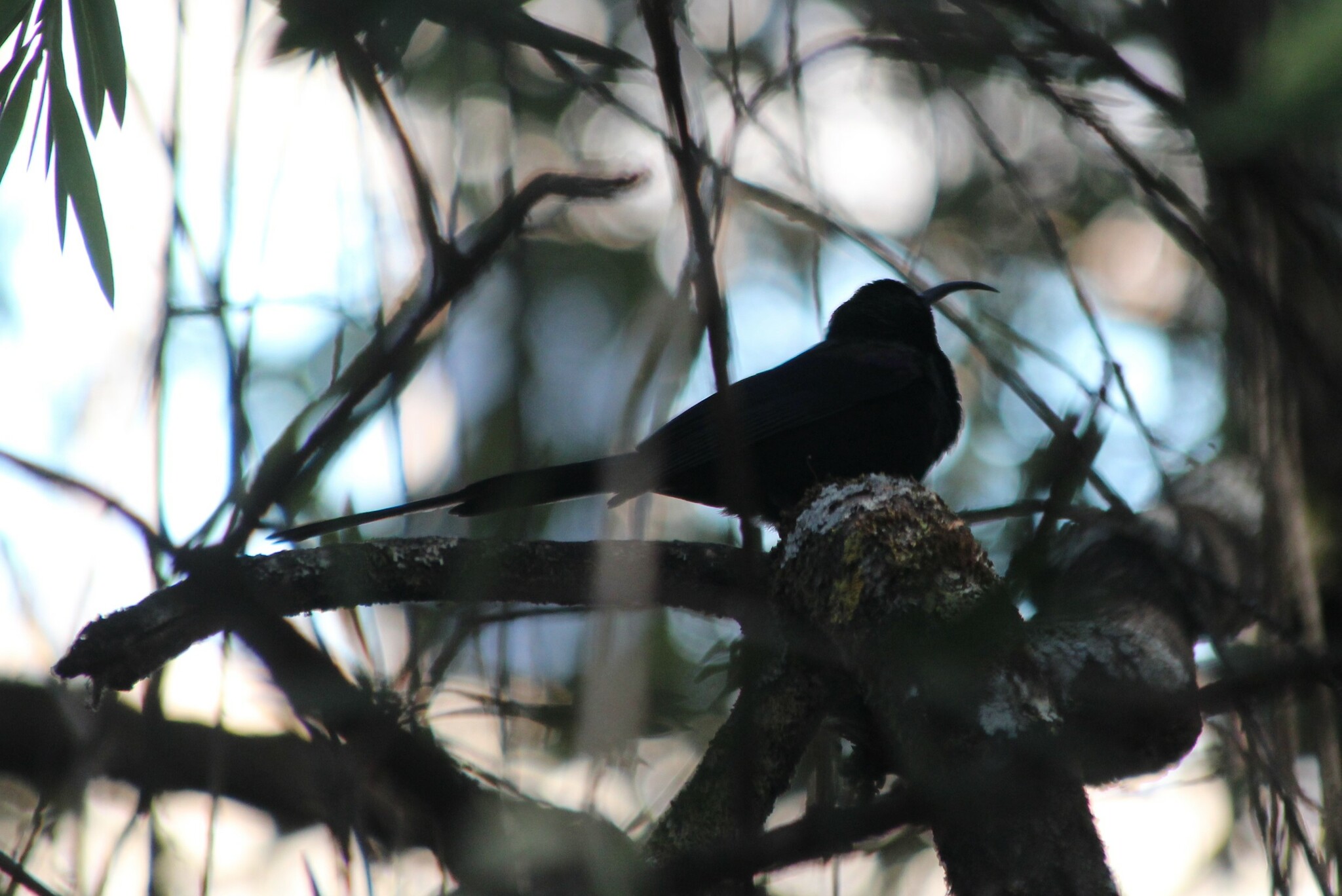 Tacazze Sunbird (Nectarinia tacazze), photo 3