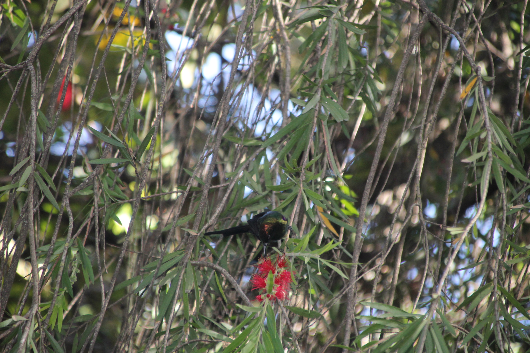 Tacazze Sunbird (Nectarinia tacazze), photo 4