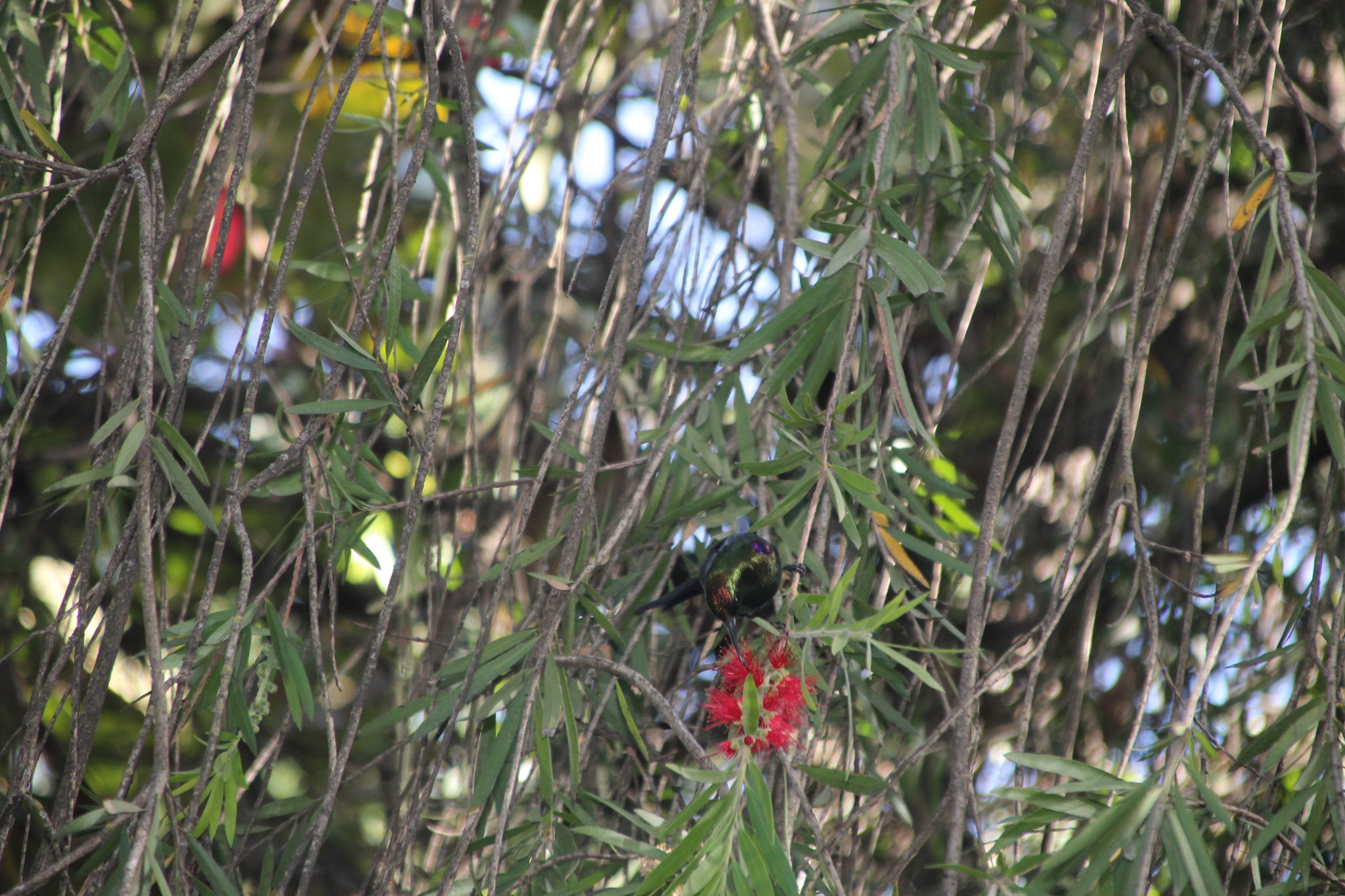 Tacazze Sunbird (Nectarinia tacazze), photo 5