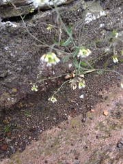 Arabidopsis thaliana