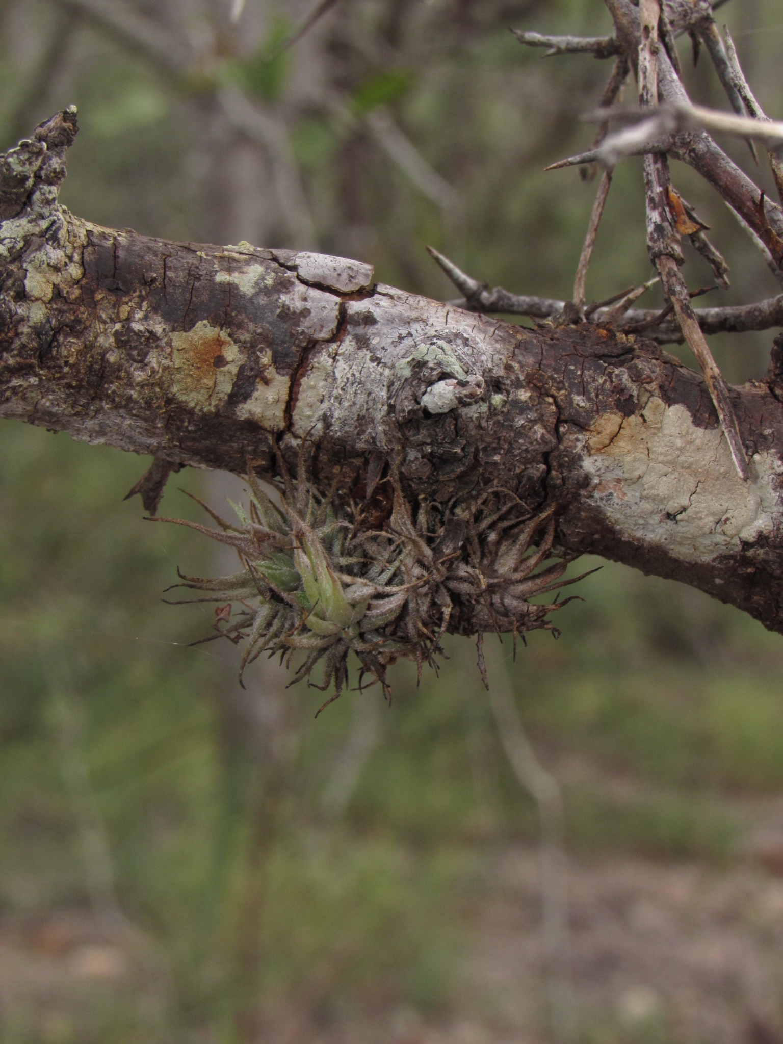 Tillandsia loliacea