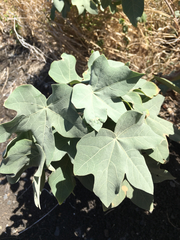 Gossypium tomentosum