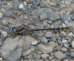 Phanogomphus kurilis