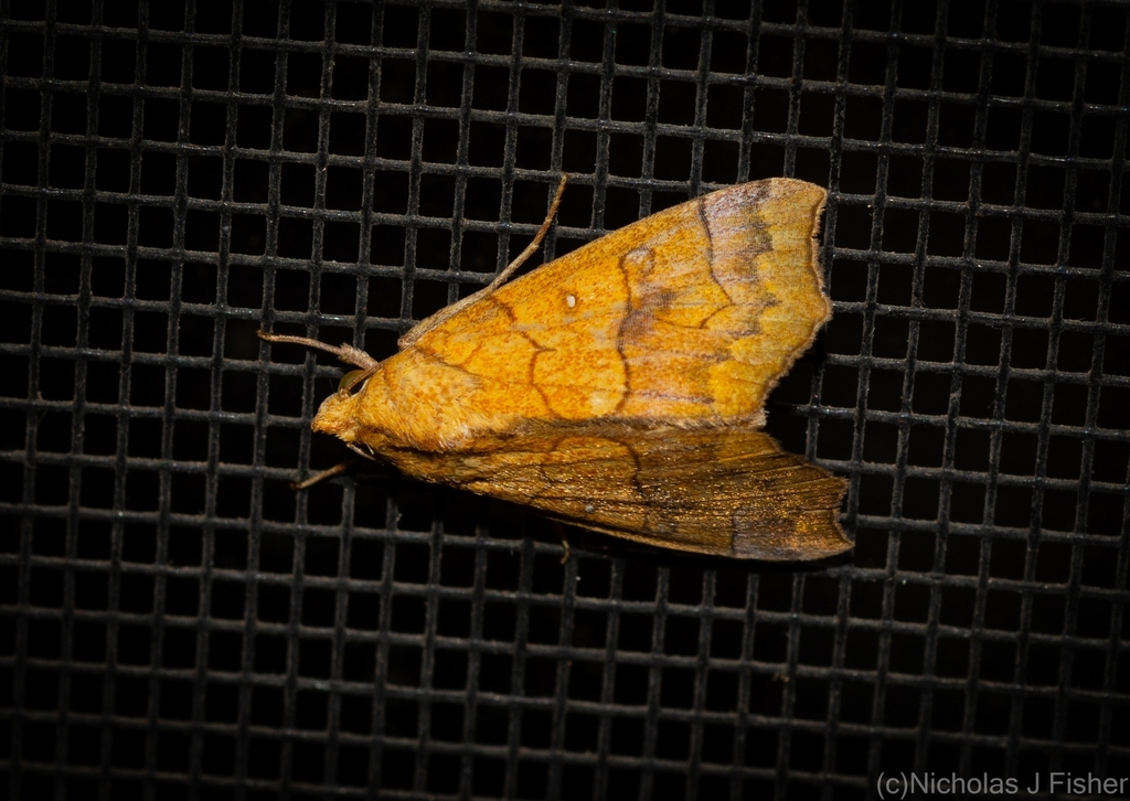 Lyona Insect Anomis lyona from Tamborine Mountain QLD 4272, Australia on March 4 ...