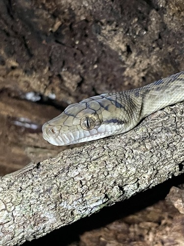 Australian Scrub Python sighting