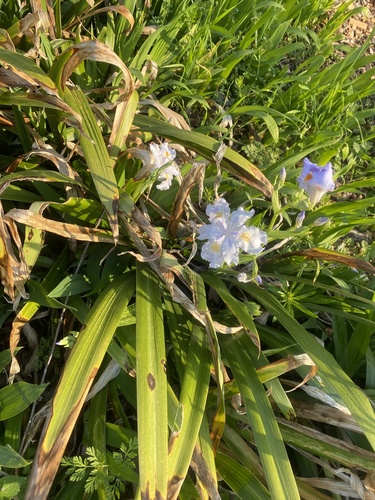 Foto de Lírio-japonês