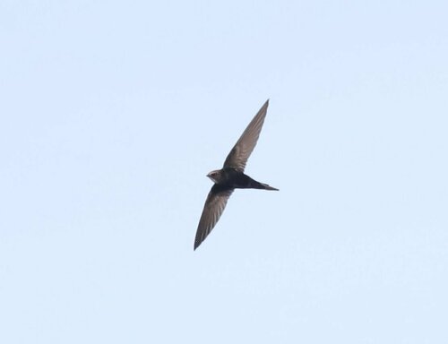 Vencejo cafre (Apus caffer)