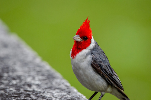 Red-crested Cardinal
