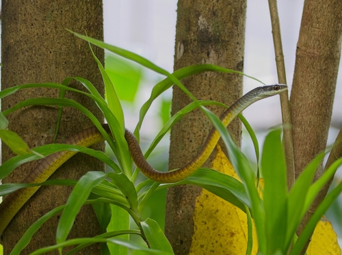 Common Tree Snake sighting