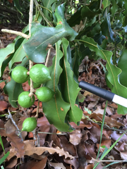 Macadamia tetraphylla