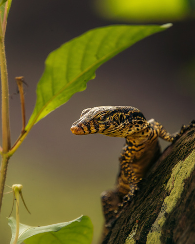 Two-striped Water Monitor — seen at this dive site