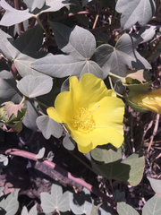 Gossypium tomentosum