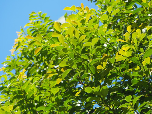 Image of Cleyera japonica by no rights reserved