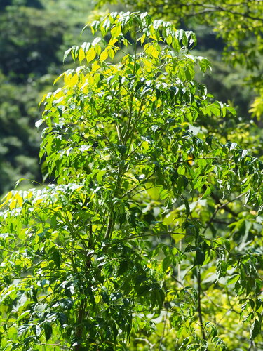 Image of Radermachera sinica by no rights reserved