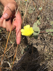 Gossypium tomentosum