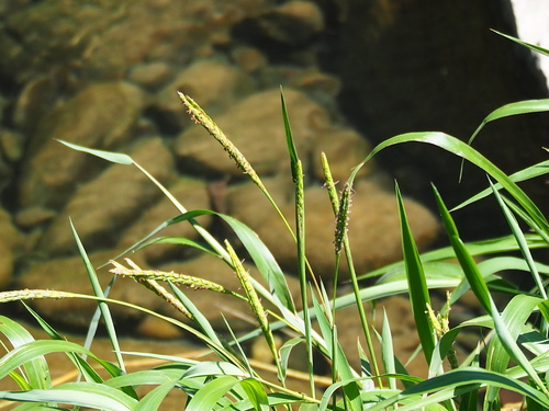 Image of Ischaemum aristatum by no rights reserved