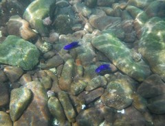 Stegastes rectifraenum