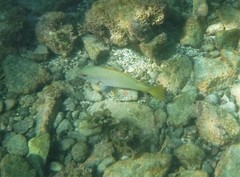 Lutjanus argentiventris