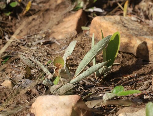 Image of Parinari capensis by (c) Paul Hoekman, some rights reserved (CC BY)