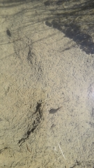 Pleurodema cinereum