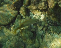 Lutjanus argentiventris