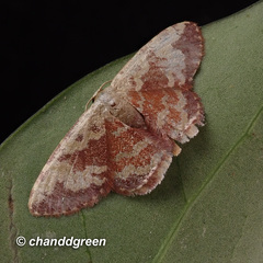 Idaea vacillata