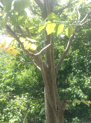 Polyscias sandwicensis