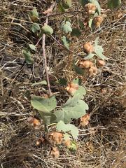 Gossypium tomentosum