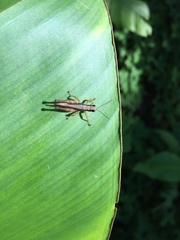 Orphulella concinnula