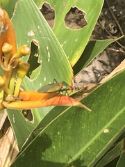 Sphictyrtus sumtuosus