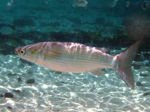 Thicklip Grey Mullet