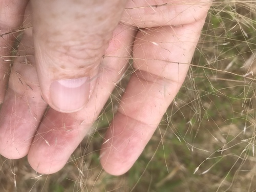 Cutover muhly (Muhlenbergia expansa)