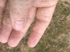 Muhlenbergia expansa