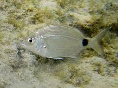 White Seabream photo 5
