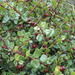 Espino de Frutillos Rojos - Photo (c) Barbara Banfield, algunos derechos reservados (CC BY), subido por Barbara Banfield