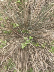 Muhlenbergia expansa